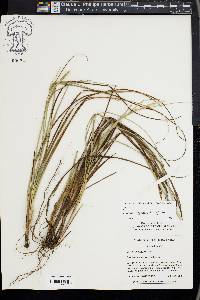 Carex tenax image