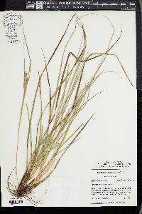 Carex tenax image