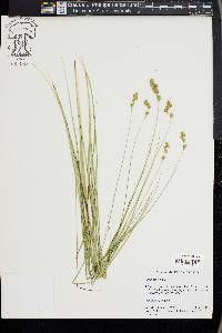 Carex tenera image