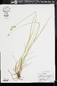 Carex tetrastachya image