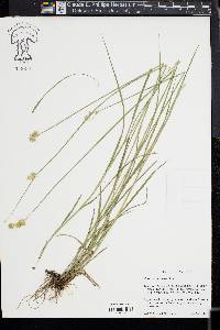 Carex tetrastachya image