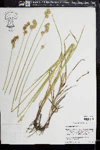 Carex tetrastachya image