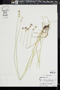 Carex tetrastachya image