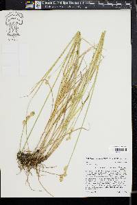 Carex tetrastachya image