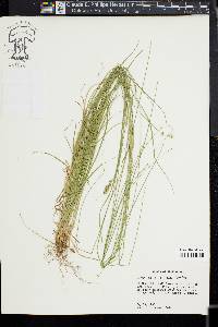 Carex texensis image