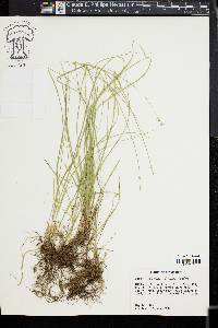 Carex texensis image