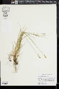 Carex texensis image