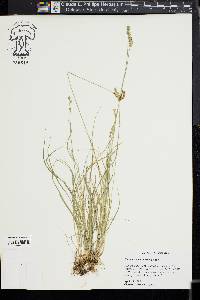 Carex texensis image