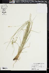 Carex texensis image