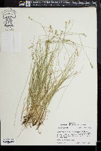 Carex texensis image