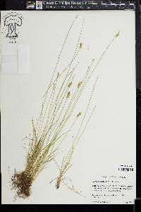 Carex texensis image