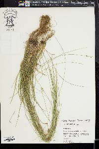 Carex texensis image