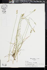 Carex texensis image