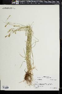 Carex texensis image