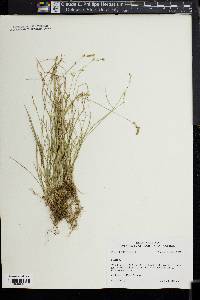 Carex texensis image