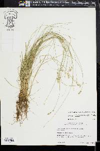 Carex texensis image