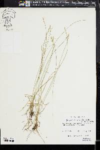 Carex texensis image