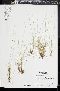 Carex texensis image