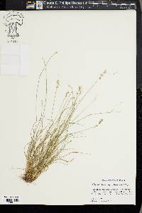 Carex texensis image