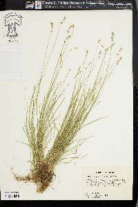 Carex texensis image