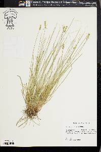 Carex texensis image