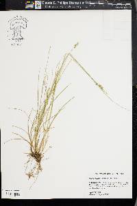 Carex texensis image