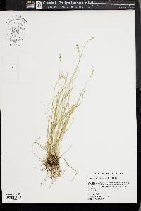 Carex texensis image