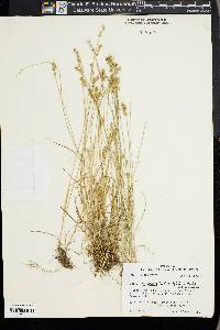 Carex texensis image