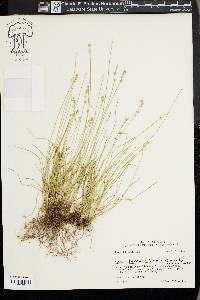 Carex texensis image