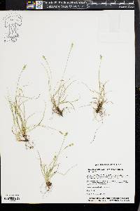 Carex texensis image