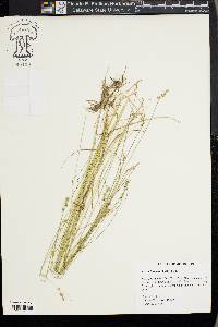 Carex texensis image