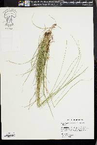 Carex texensis image