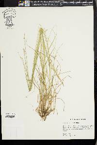 Carex texensis image