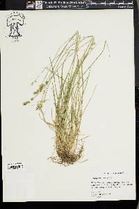 Carex texensis image