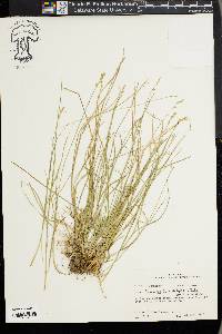 Carex texensis image