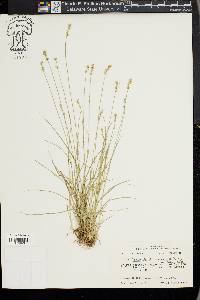 Carex texensis image