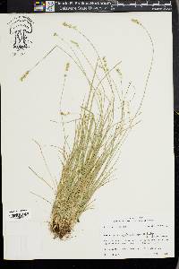 Carex texensis image