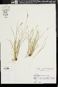 Carex texensis image