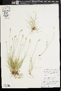 Carex texensis image