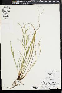 Carex thornei image