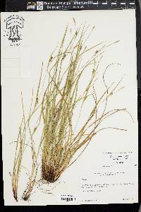 Carex thornei image