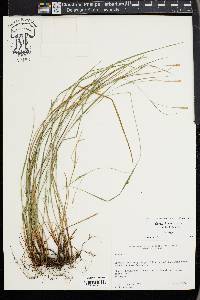 Carex thornei image