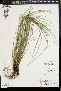 Carex thornei image