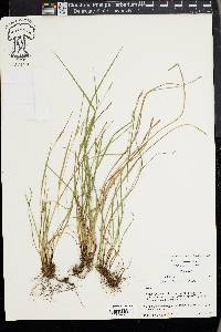 Carex thornei image