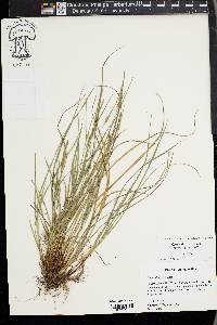 Carex thornei image