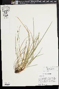 Carex thornei image