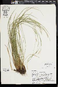 Carex thornei image