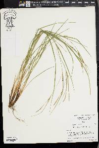 Carex thornei image