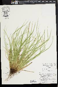 Carex timida image