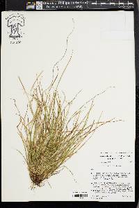 Carex timida image